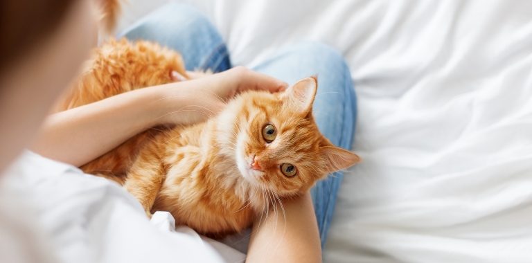 7 choses à savoir sur les chats